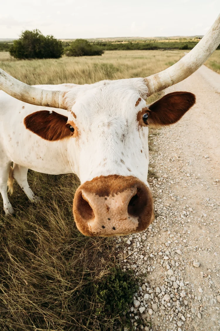 Harper_Hill_Animals-14.jpg