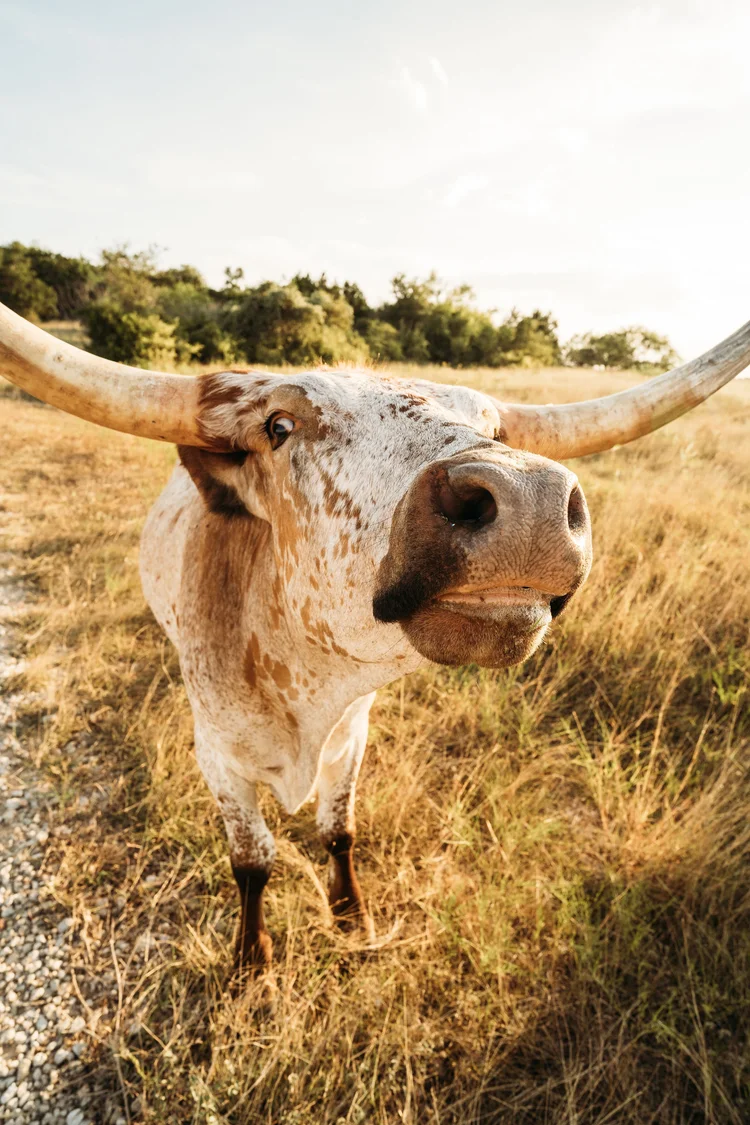Harper_Hill_Animals-23.jpg